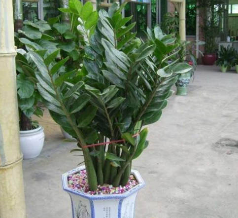 立秋过后金钱树就要这么养,呼呼疯长,叶子绿油