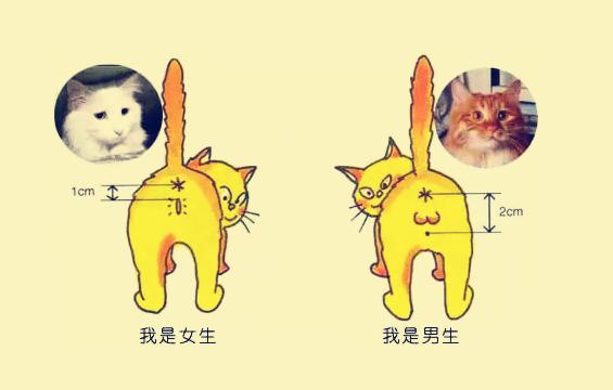 如何快速分辨小猫公母?教你最简单方法,可不要再搞混了哦~!