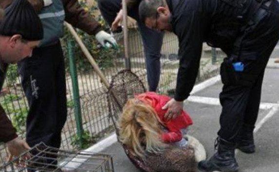 狗狗脾气暴躁小区内咬人, 抓狗人员到来后开枪