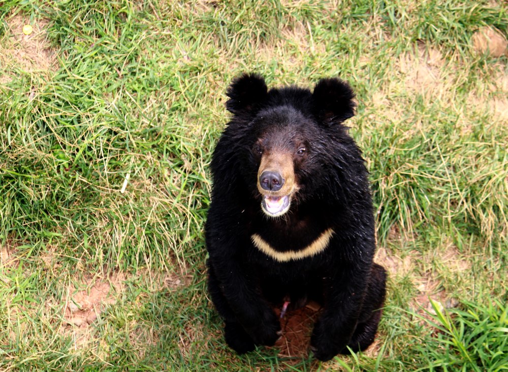 男子喝醉酒在动物园里单挑黑熊，黑熊你是来送外卖的吗