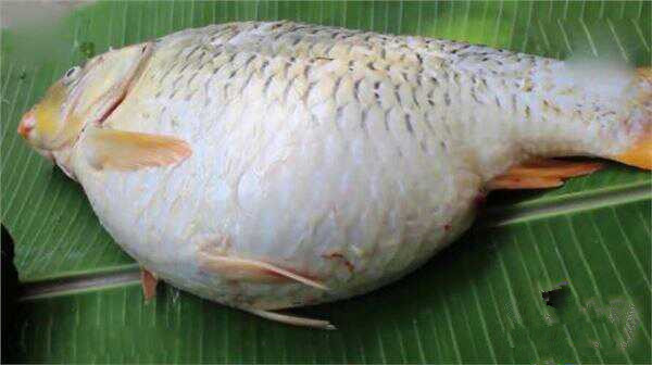 从鲤鱼肚子里流出来的黄水是什么