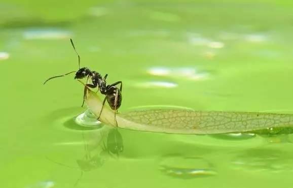用食用盐养花的几大用处,都非常的实用