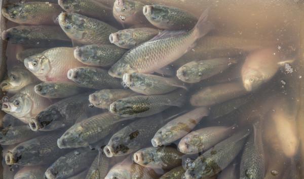 农村捕鱼大场面:村民冒险下黄河,三小时捞百斤!