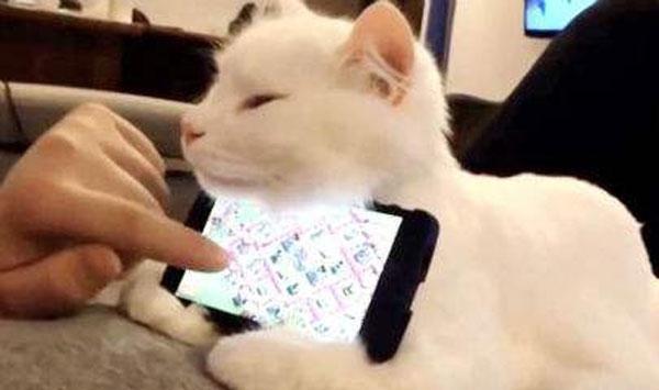肏屄全