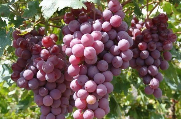 我国东北地区适合种植什么葡萄品种