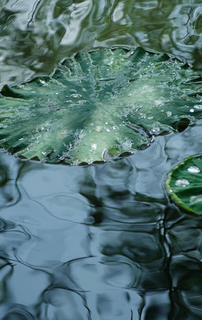 清风徐来,水波不兴。举酒属客,诵明月之诗,