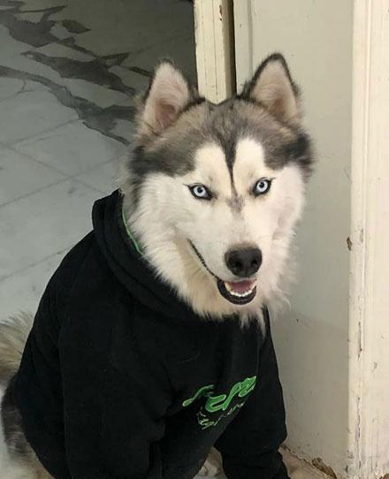 主人给哈士奇穿上这衣服后,一脸嫌弃,可一看到女主就.
