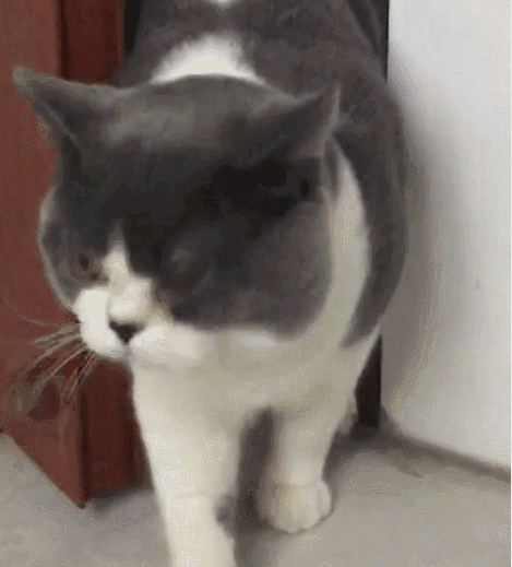 主人不让猫进屋,猫咪刚露出半个身子,像个小人精