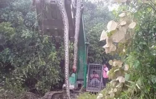 桂平千年古墓七星巨棺中发现百岁蛇王!