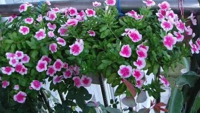 这3种花，6月种一盆，7、8、9……月月开，轻松开“爆”盆