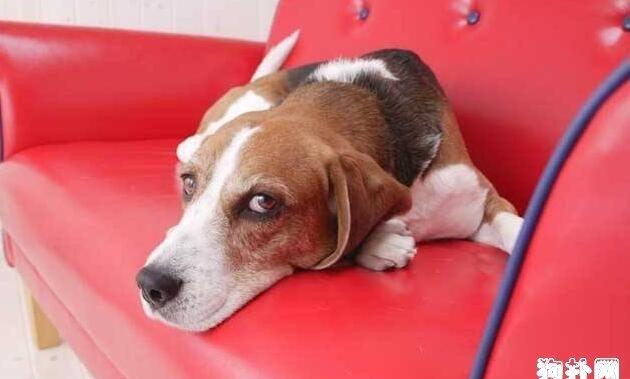 犬瘟热后遗症大盘点，那些你不知道的后遗症！