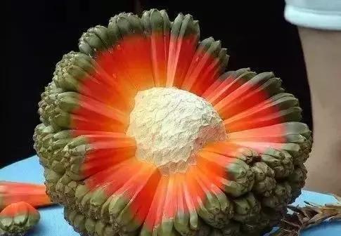 世界上最贵的水果, 吃过3种以上的都是土豪啊