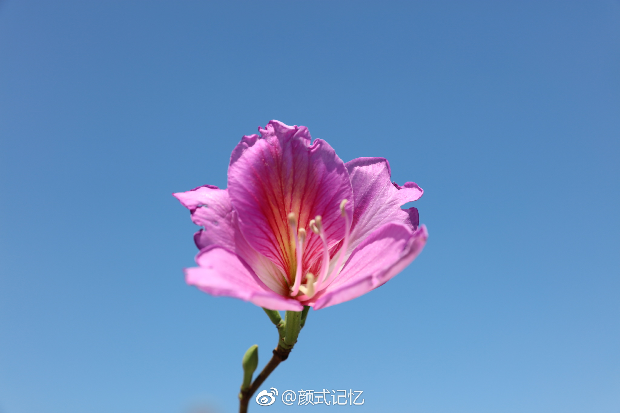 高雅,宫粉洋紫荆花.(踏青乡间拍摄)