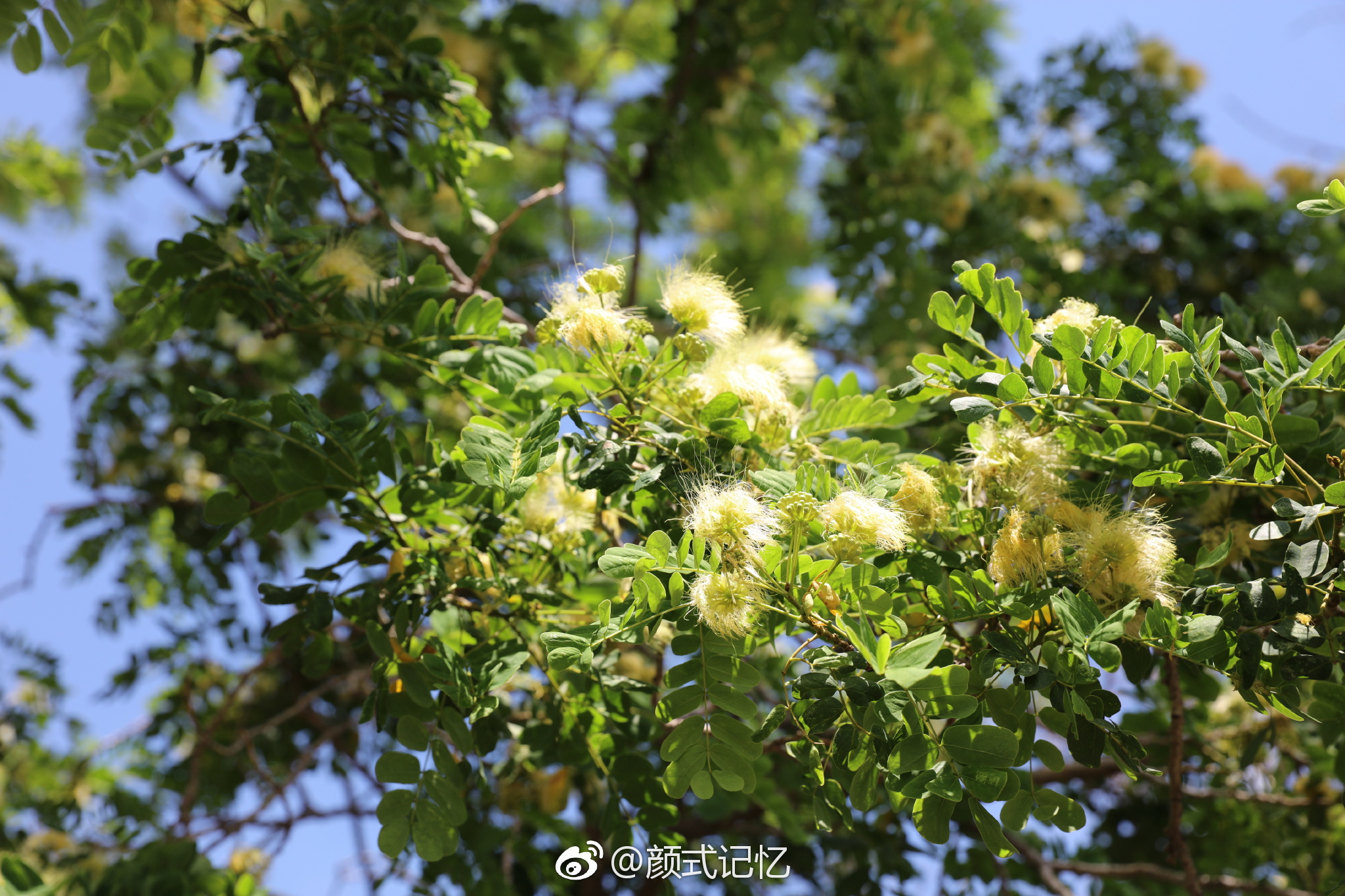 山槐树?香港屯门河岸追鸟遇见,好看,拍了几张.