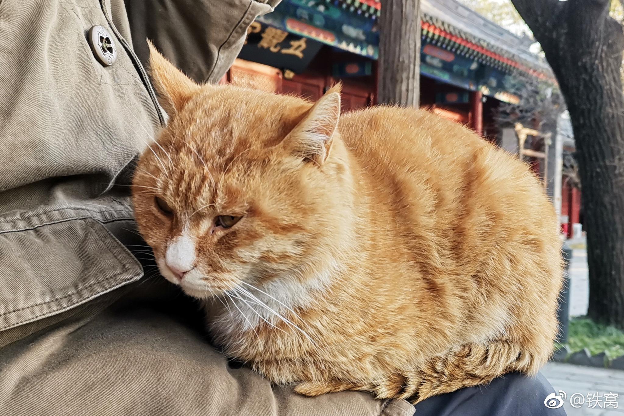 法源寺的猫咪