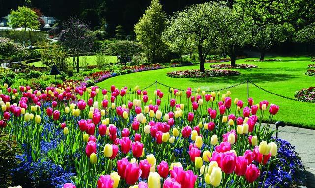 世界上最美的花园 · 布查特花园