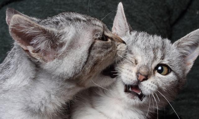 猫咪也讲道义?为你解读猫咪打架的原则:只要你认输就决不再打你