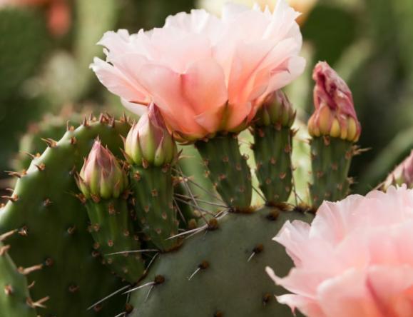 几款仙人掌新品种,非常耐寒,拥有彩色花朵