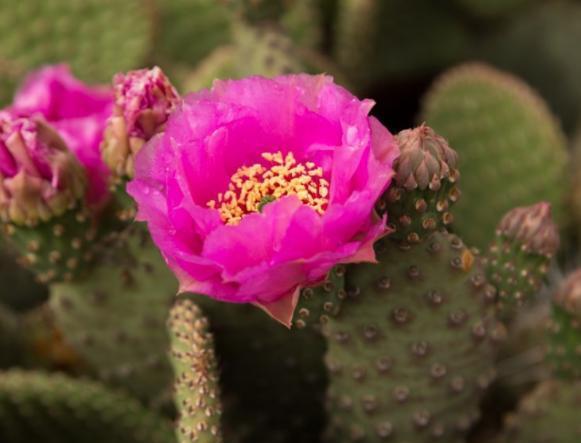 几款仙人掌新品种,非常耐寒,拥有彩色花朵