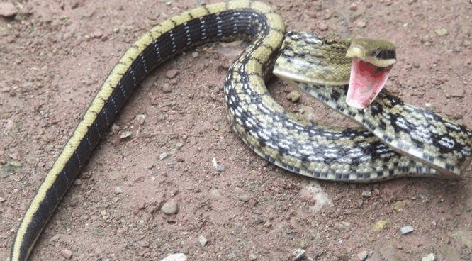 毒蛇泡酒三个月还活着, 农妇被猛蹿出来的毒蛇