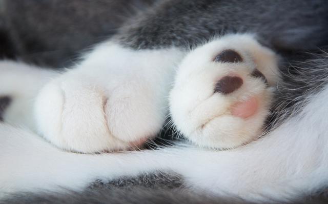 白手套的猫爪对于铲屎官来说简直是暴击!