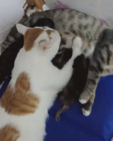 宠物猫爸:这是我媳妇~ 那这到底是为什么呢?