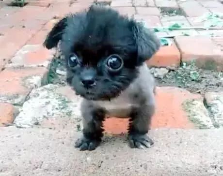 被流浪小奶狗碰瓷,仔细一看瞬间被萌坏:灰太狼!你儿子在这呢!