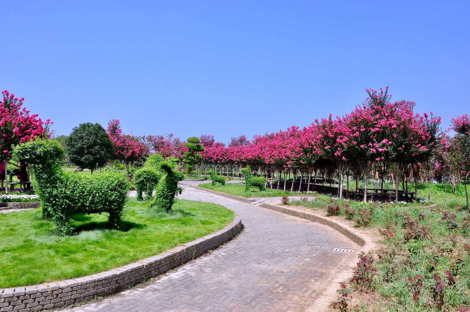 广州珠江公园：紫薇花悄然绽放