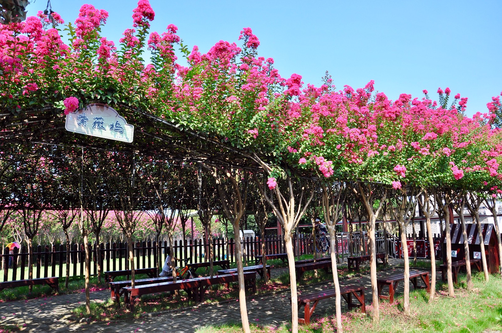 双龙紫薇园花开正盛 恰是赏花观景好时节_