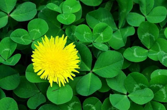 机对焦模式怎么用?AF-A、AF-C、AF-S、MF是