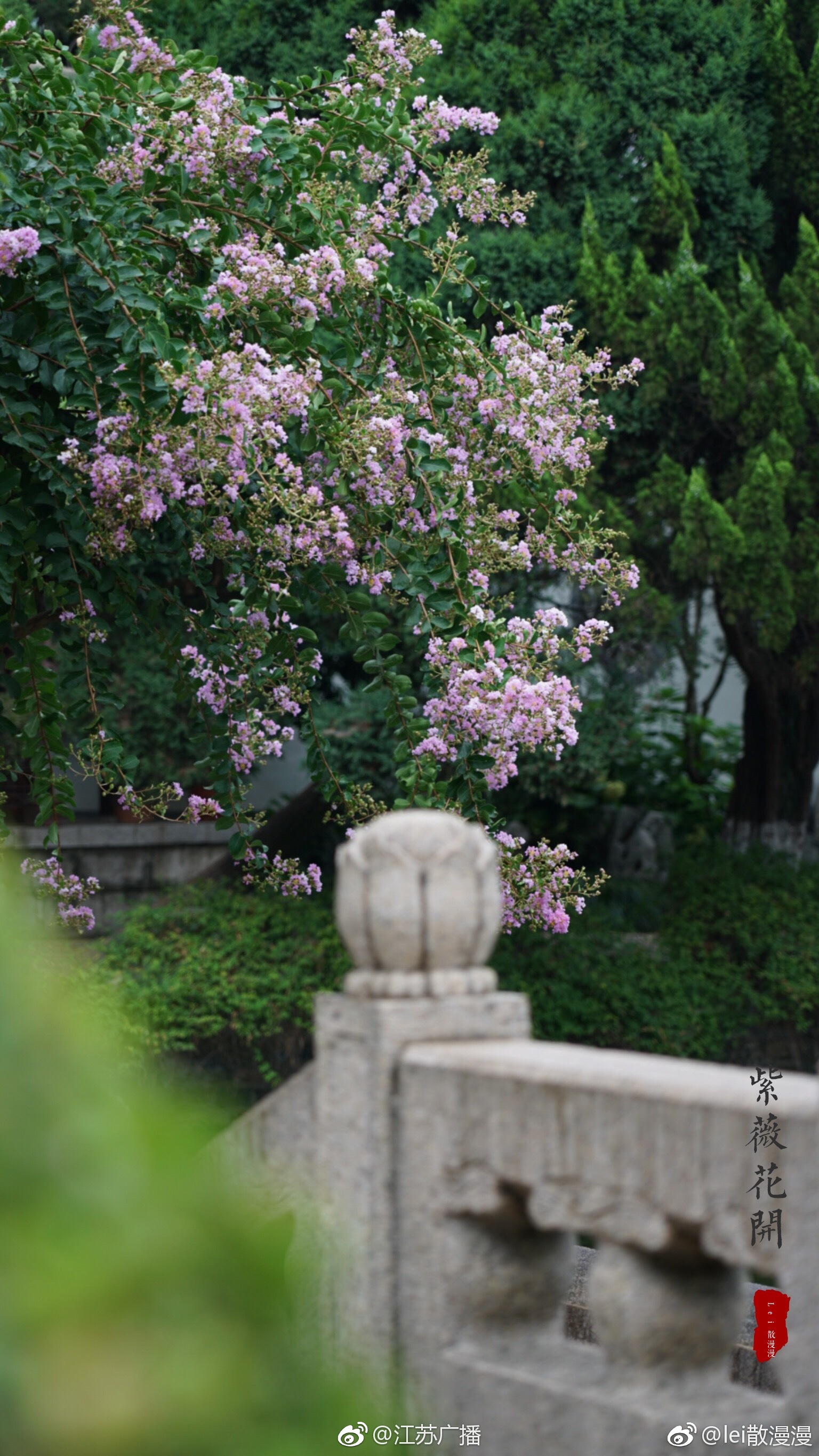 秋已至,夏未央,总统府内,紫薇花开。真正应了杜