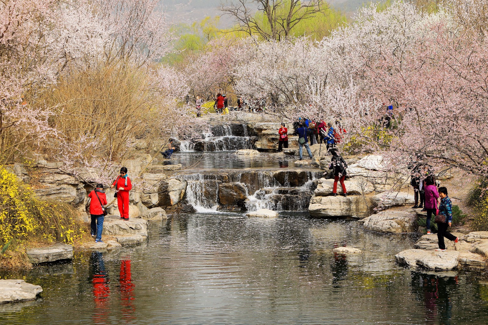 京城:北植第30届桃花节"山桃花溪"春日画卷|北京植物园|山桃|桃花节