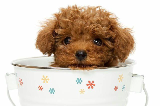 茶杯犬，一般人真的养不了