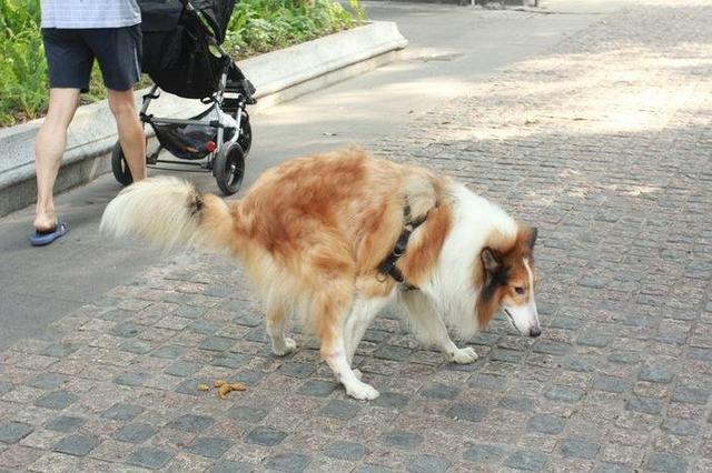 小区遛狗未拴绳,致男童被咬身亡,法院判狗主人