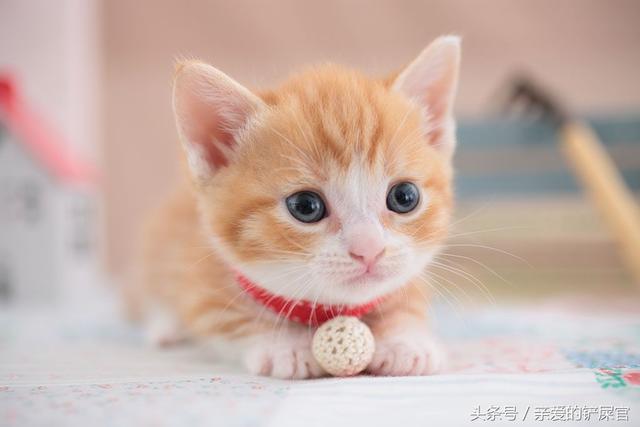 如何饲养一只听话可爱的猫咪