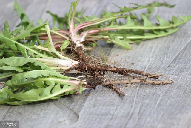 谷丙转氨酶升高,是肝细胞坏死了,蒲公英根这么