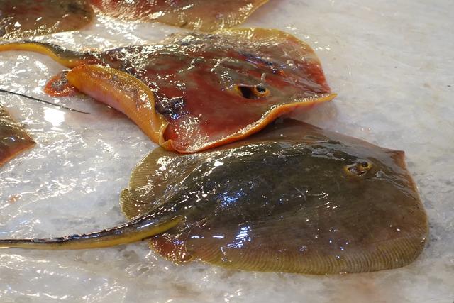 这种飞鱼在日本是极品海鲜,400元一斤,在舟山