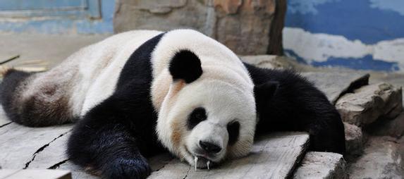 远古蚩尤真的骑大熊猫上战场吗? 大熊猫真的是食铁兽吗?