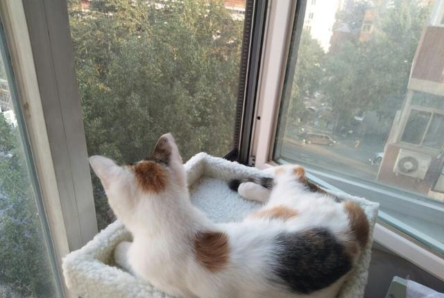 猫一个人在家时真的会感觉到孤单吗?看喵星人