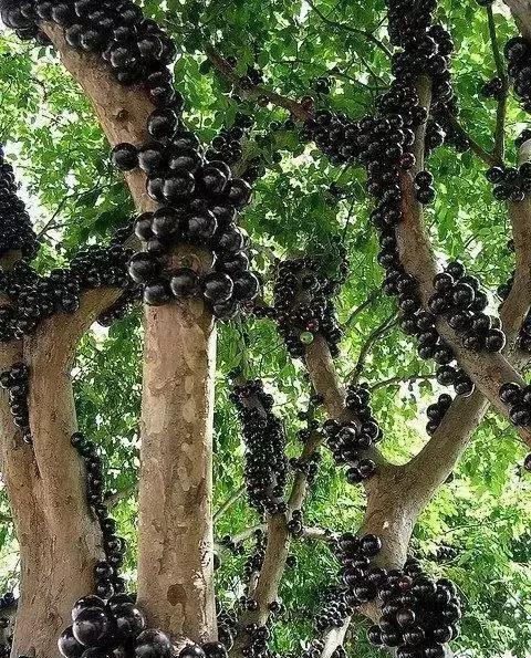 世界上最贵的水果, 吃过3种以上的都是土豪啊