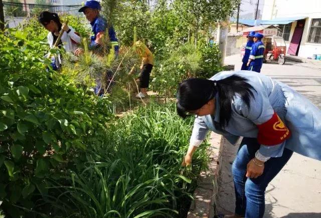 社区服务中心党员志愿者开展义务除草活动