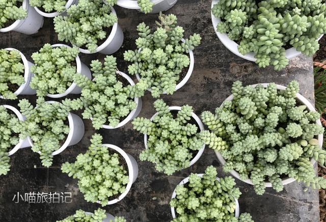 实拍: 云南昆明多肉市场, 10元可以买到什么样