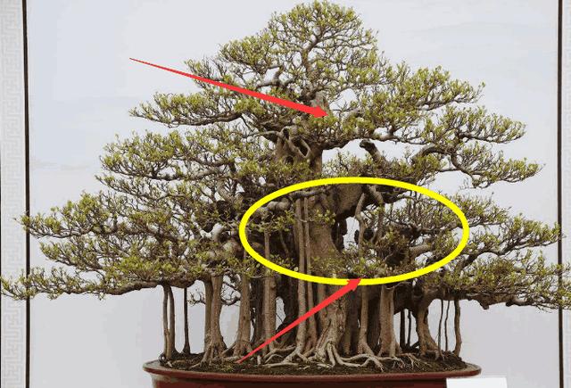 过来人经验:榕树盆景放家里有什么作用?应该怎