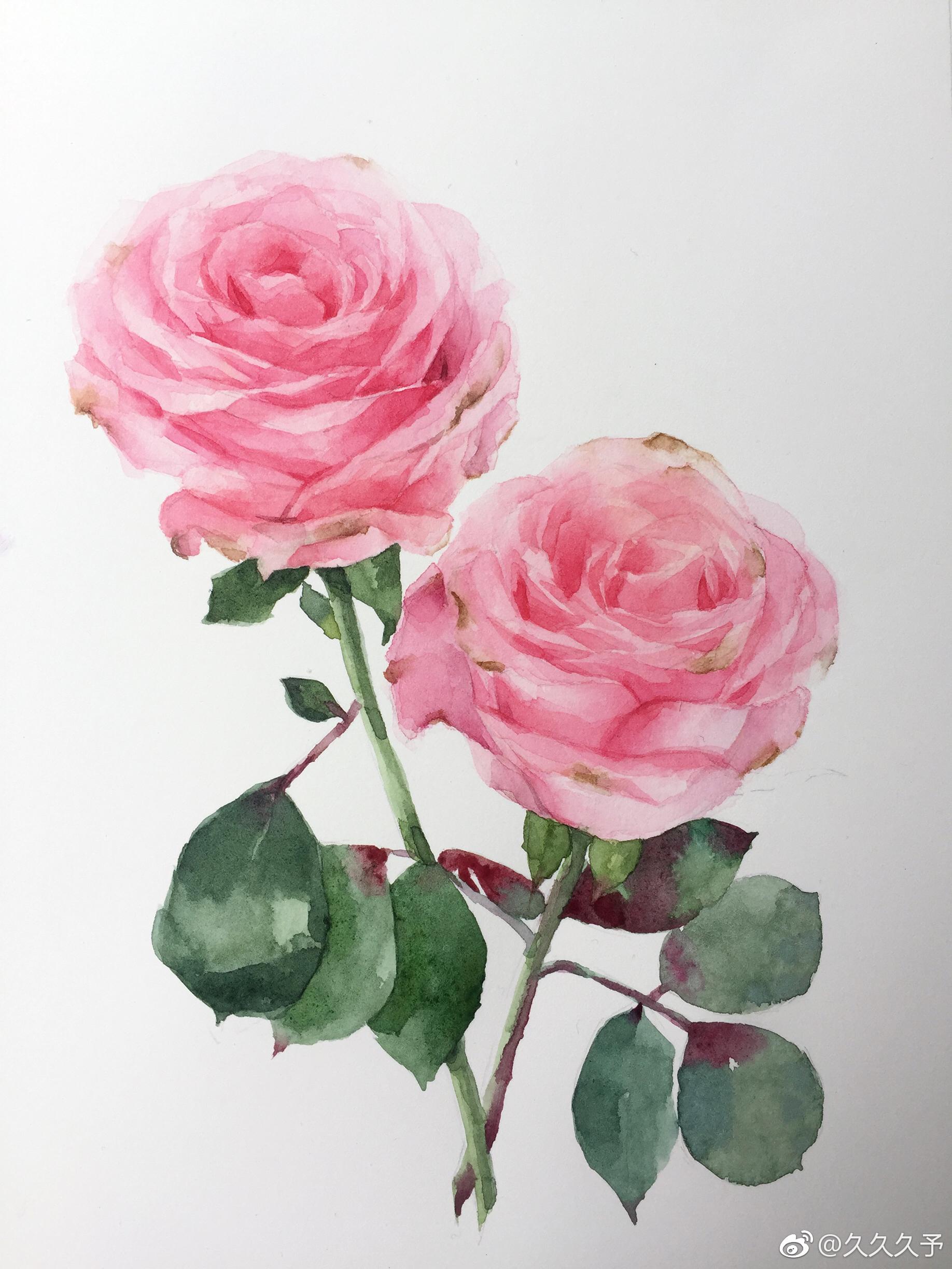 水彩玫瑰过程图分享投稿(@久久久予)
