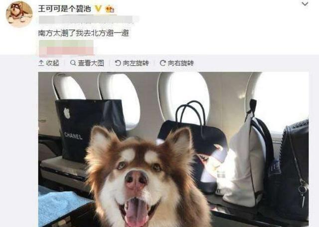 王思聪给狗买私人飞机，狗粮比人吃的都奢侈，网友你老子要气死