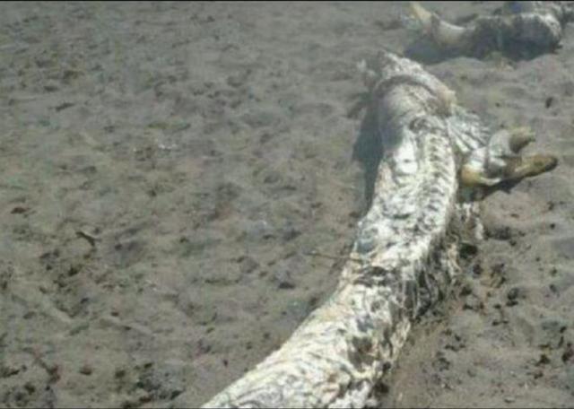 中国十大传闻之一,1934年营口坠龙事件完整揭秘始末