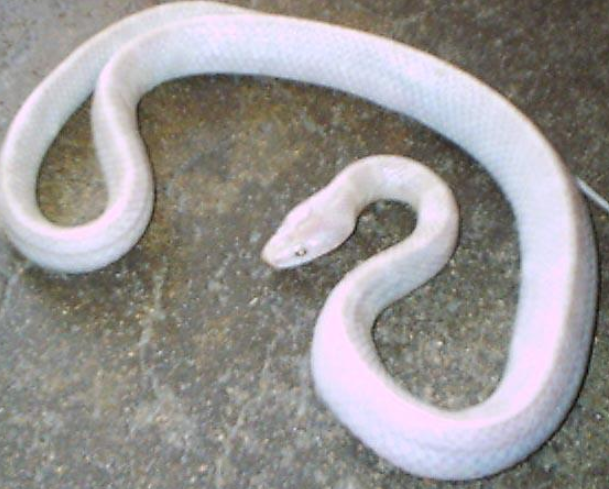 白天救女孩,夜晚蛇报恩,光棍家来了一位大美女