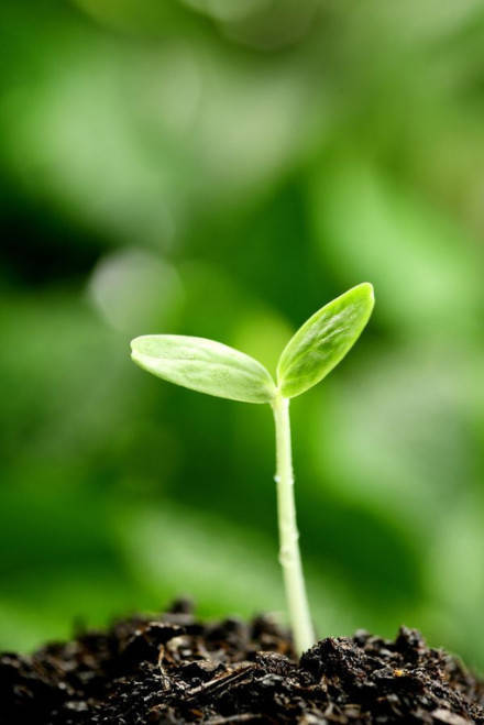 早安~分享一组生机勃勃的萌芽,新的一周要加油哦!