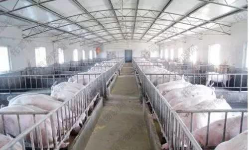 2016年养50头母猪赚80万,现在出栏1000头猪赔