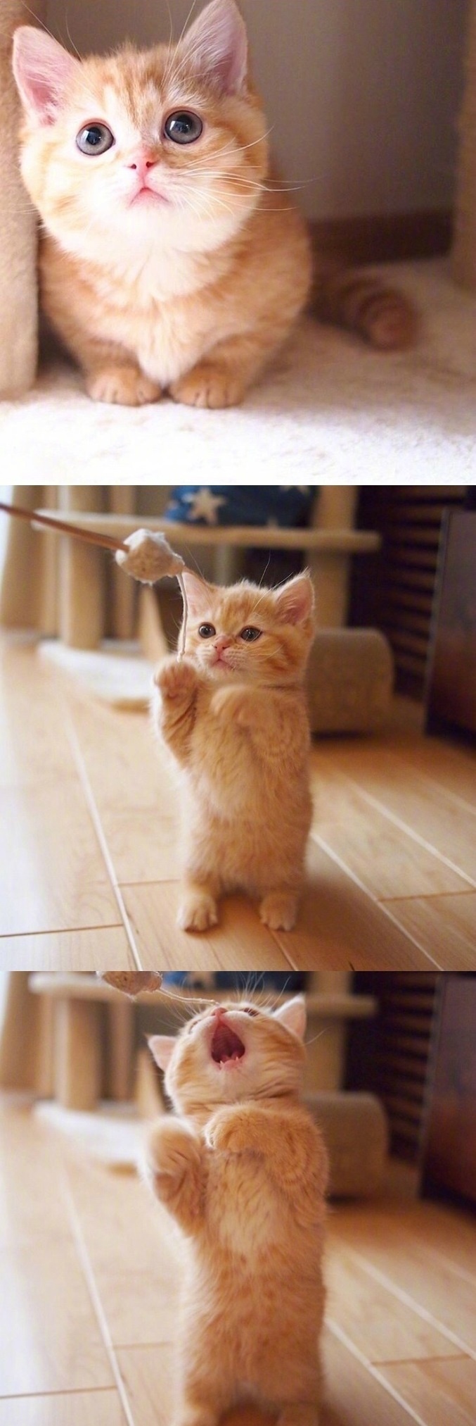 橘色小奶猫,喜欢还需要什么理由?猛吸一口(*^▽^*)